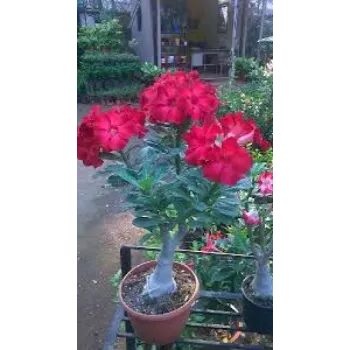Red Adenium Plant 1a-adenium plant-3868780-47829.webp